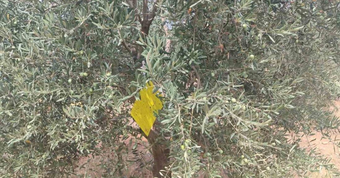 Manisa’nın Salihli ilçesinde saha çalışmaları gerçekleştiren İlçe Tarım ve Orman