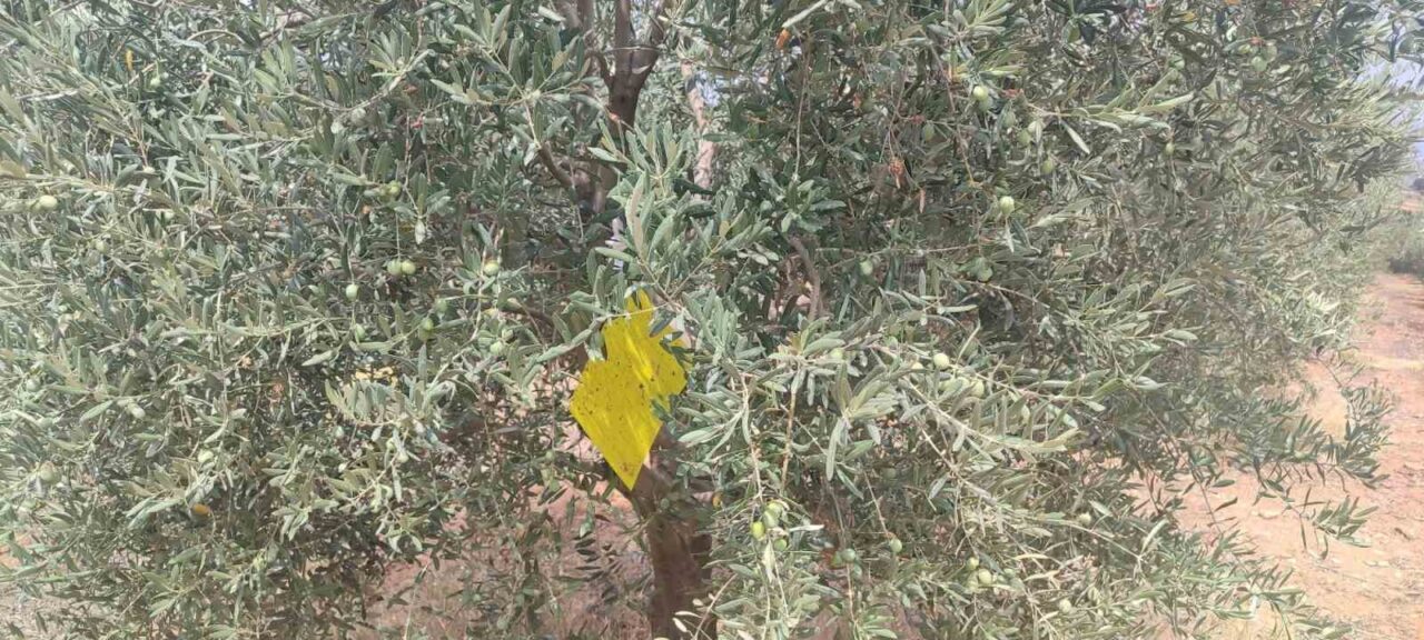 Manisa’nın Salihli ilçesinde saha çalışmaları gerçekleştiren İlçe Tarım ve Orman