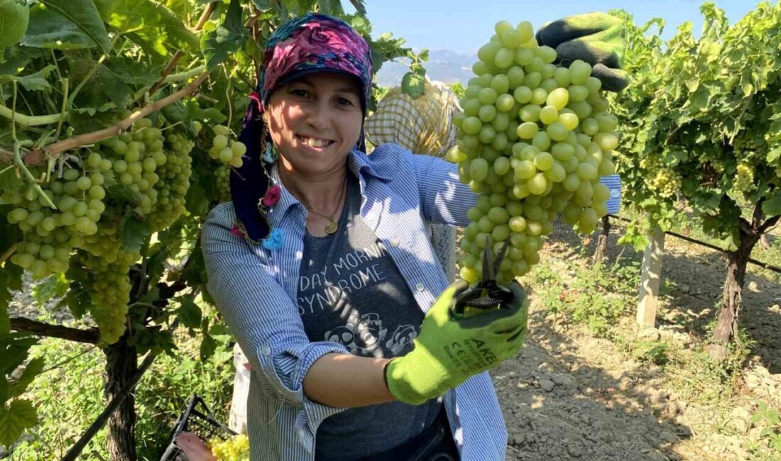 Manisa’nın coğrafi işaretli dünyaca ünlü çekirdeksiz sofralık Sultaniye üzümünde 3