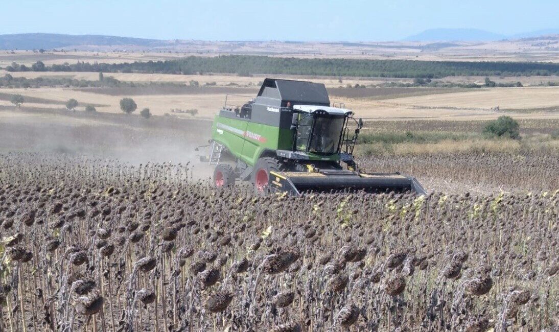 Balıkesir’in Manyas ilçesinde ayçiçeği hasadı başladı. Yaz döneminde yağışların yetersiz