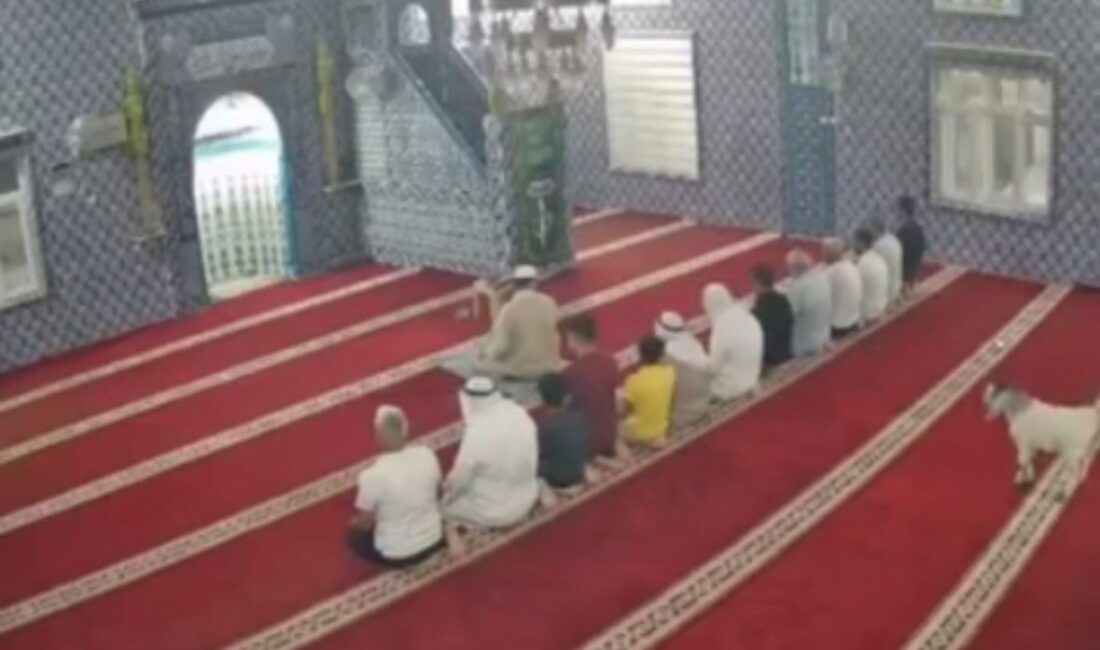 Mardin’in Kızıltepe ilçesinde cemaat namaz kılarken camiye giren oğlak güvenlik