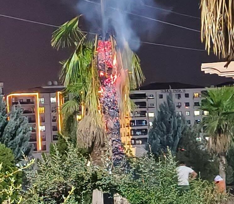 Mardin’in Kızıltepe ilçesinde parkta bulunan bir palmiye ağacı kimliği belirsiz