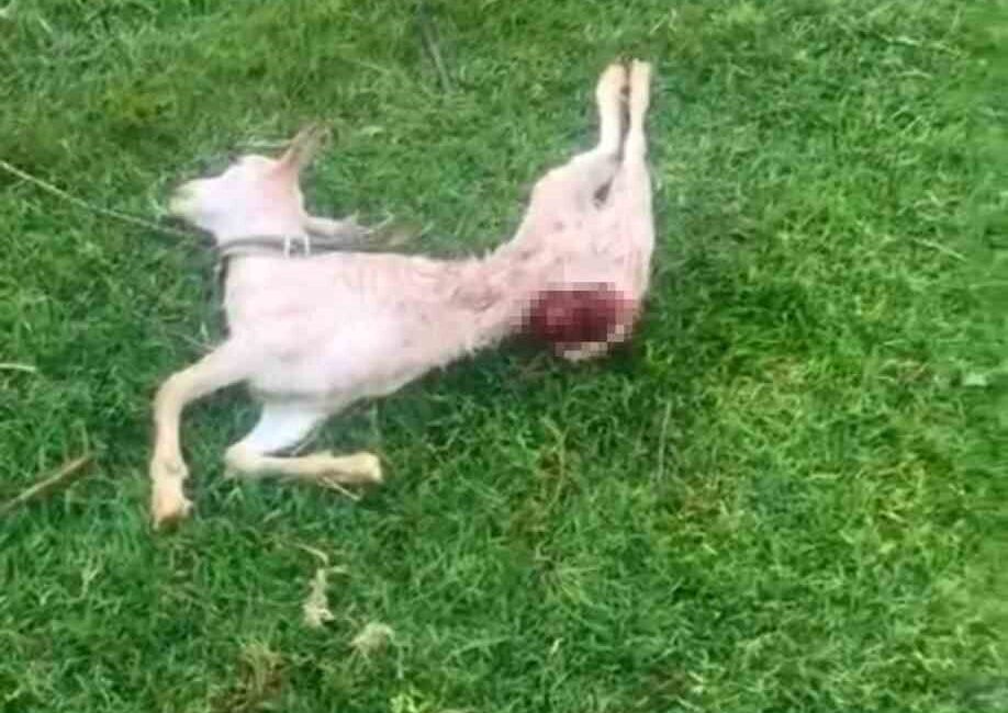 Mardin’in Kızıltepe ilçesinde, sokak köpeklerinin iki keçiyi telef ettiği iddia