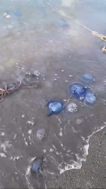 Bursa’nın Gemlik ilçesi sahilini saran mavi renkli denizanaları vatandaşları tedirgin