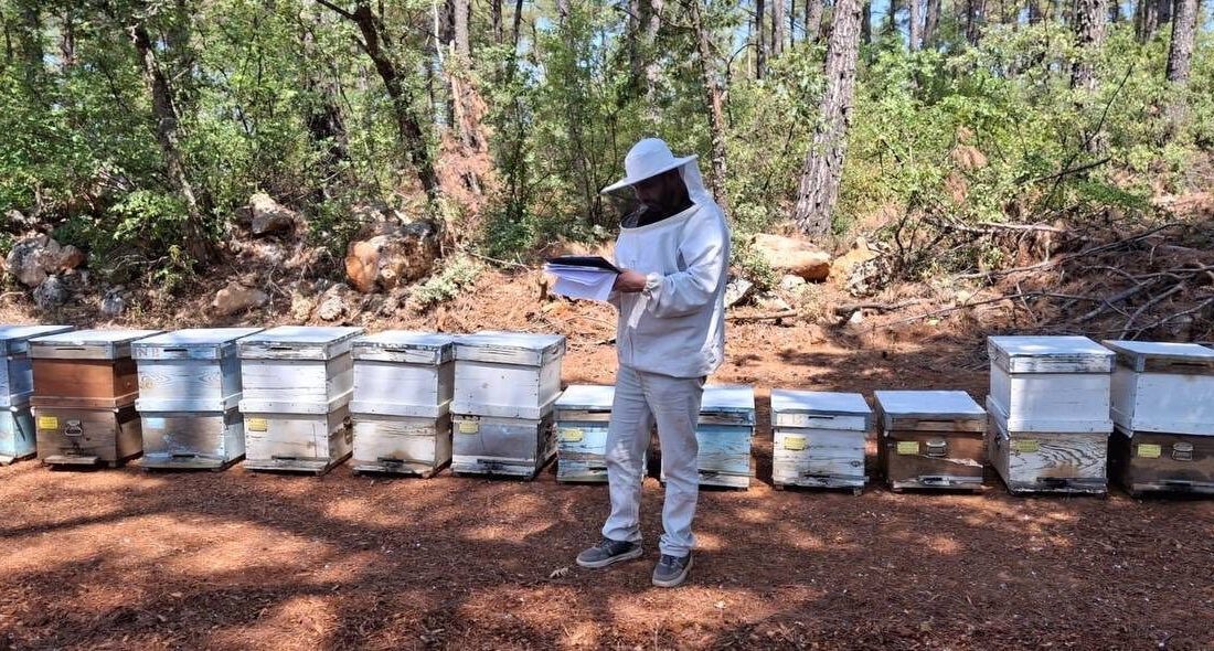 Menteşe’de 2025 arılı kovan destekleme tespitleri başladı Muğla’nın Menteşe ilçesinde 2025 yılı Arılı Kovan Destekleme Programı kapsamında