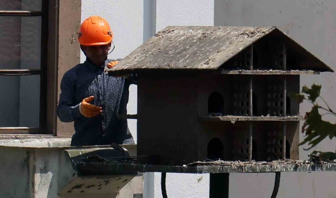 Muğla’nın Menteşe ilçesi Kurşunlu Meydanında bulunan güvercin yuvalarında Menteşe Belediyesi