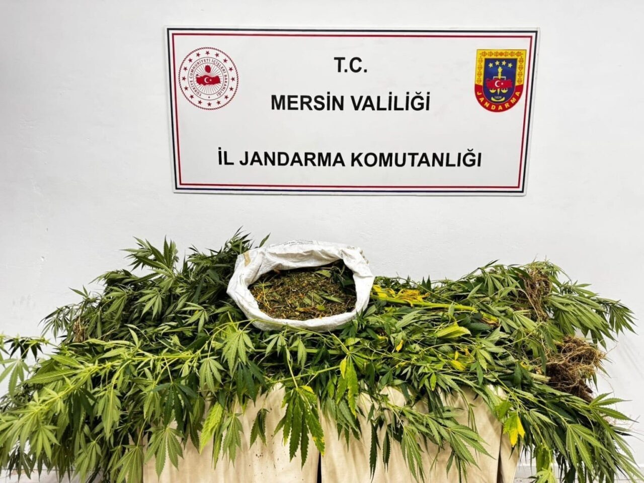 Mersin’de uyuşturucu madde ticareti yapmak amacıyla yasadışı ekim yapan 1
