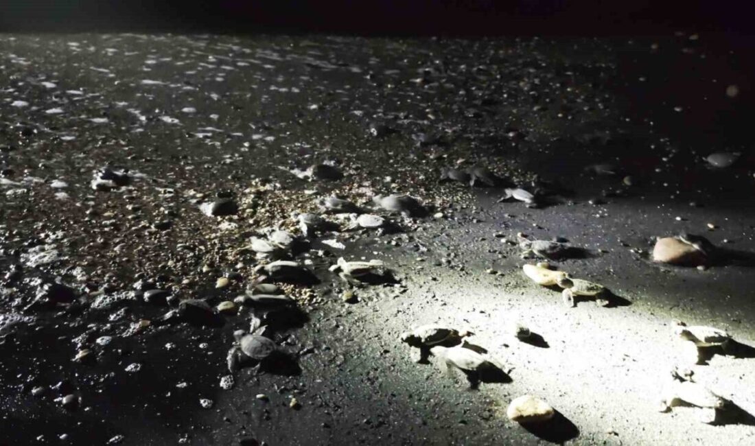 Mersin’de Avrupa Birliği tarafından finanse edilen proje kapsamında yönünü şaşırıp