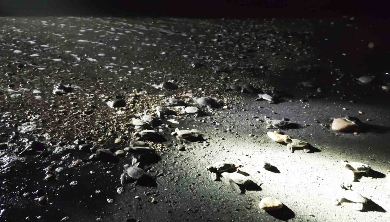 Mersin’de Avrupa Birliği tarafından finanse edilen proje kapsamında yönünü şaşırıp