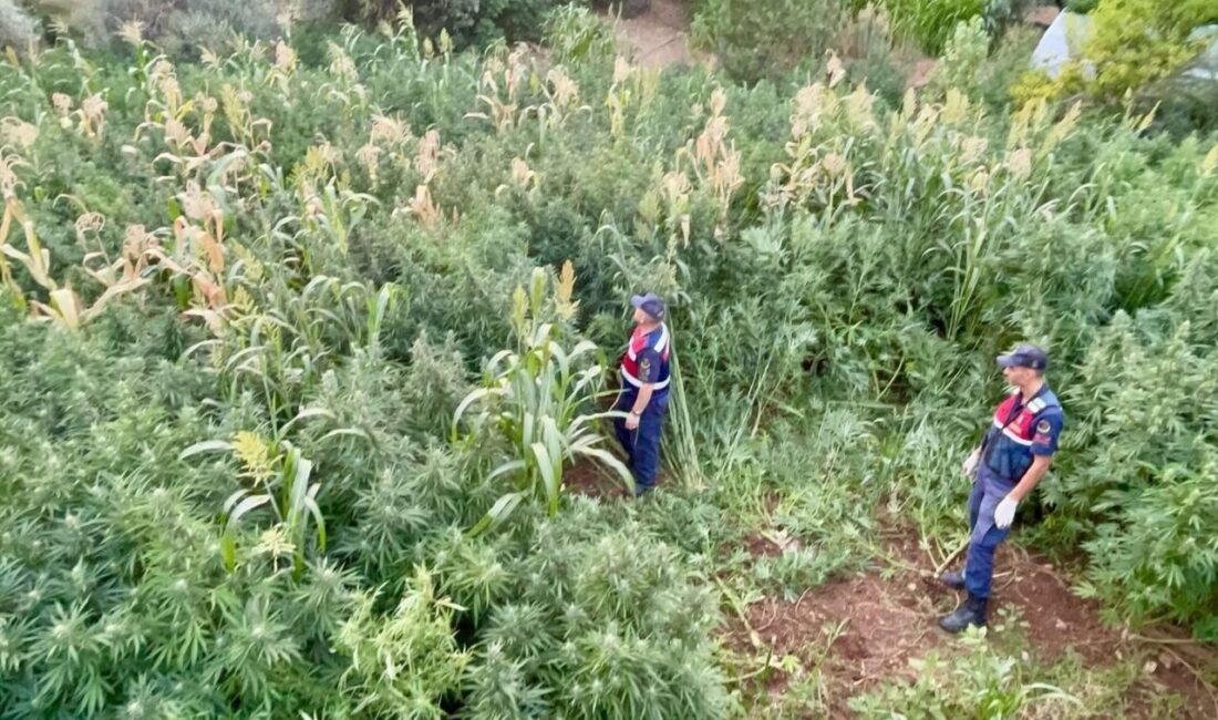 Muğla’nın Köyceğiz ilçesinde bir ihbarı değerlendiren jandarma ekipleri mısır tarlası
