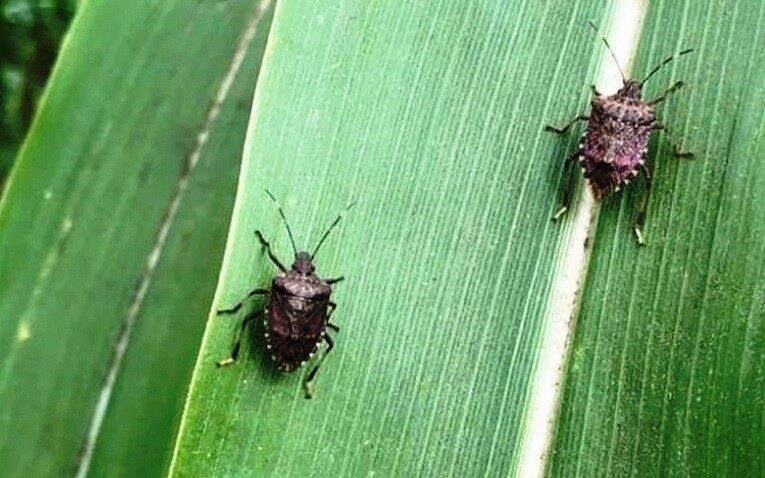 Samsun Tarım ve Orman İl Müdürü Kemal Yılmaz, mısır üreticilerini