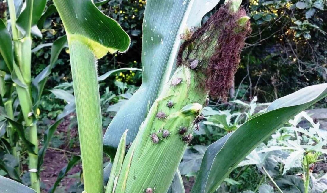 Samsun İl Tarım ve Orman Müdürü Kemal Yılmaz, mısır üreticilerini