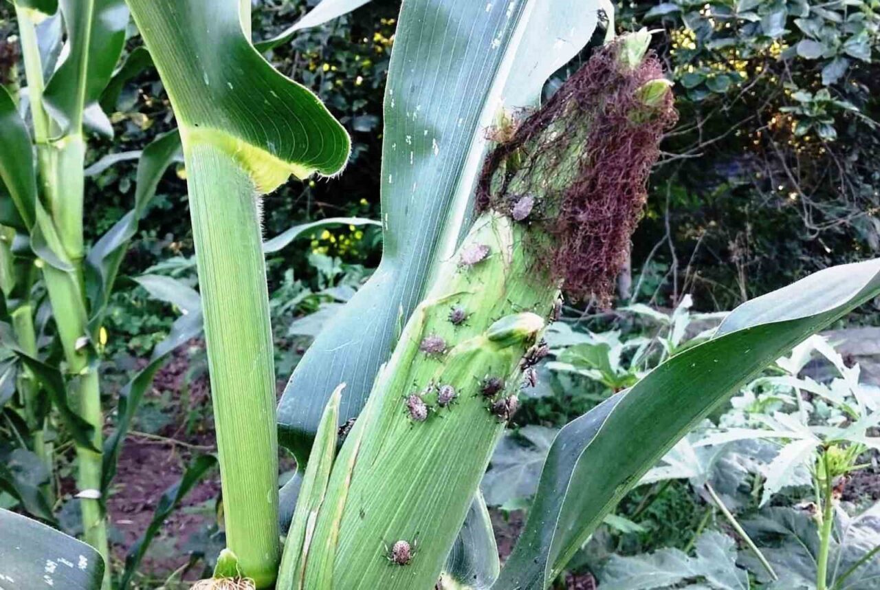 Samsun İl Tarım ve Orman Müdürü Kemal Yılmaz, mısır üreticilerini