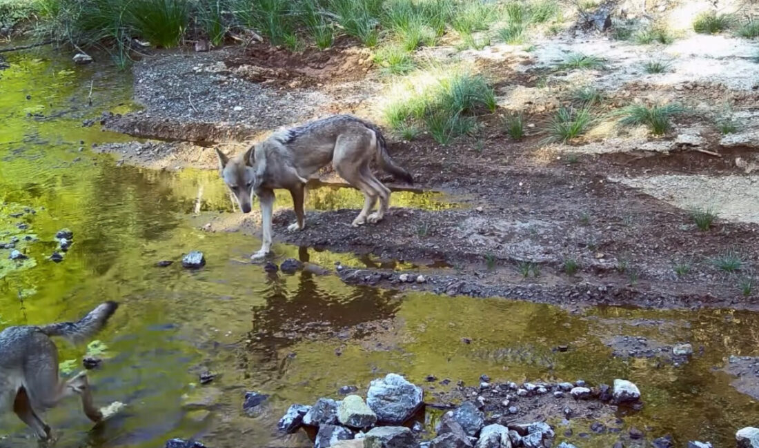 Muğla Sıtkı Koçman Üniversitesi (MSKÜ) Öğretim Üyesi Dr. Yasin İlemin,