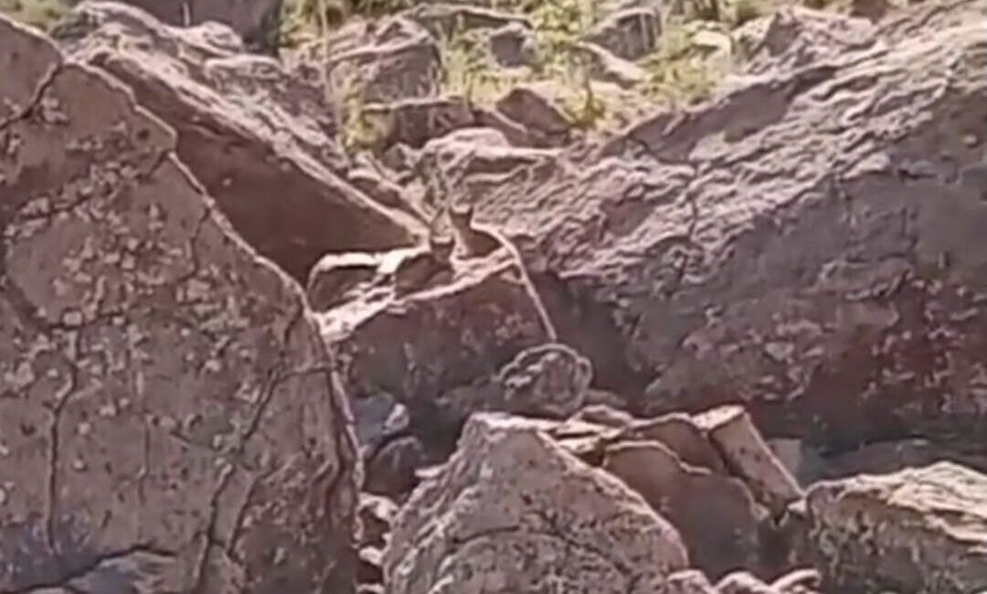 Van’ın Muradiye ilçesinde nesli tükenmekte olan vaşak ailesi görüntülendi. Nesli