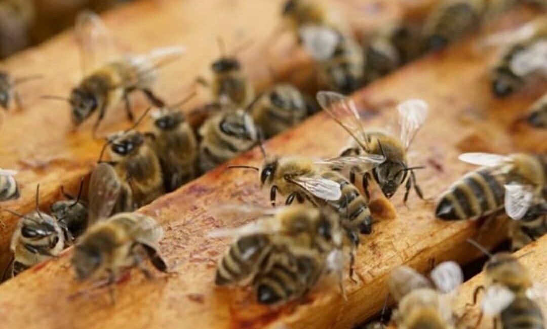 Tekirdağ’ın Muratlı ilçesinde arıcılık yapan üreticiler, yaşanan kuraklığa rağmen bu