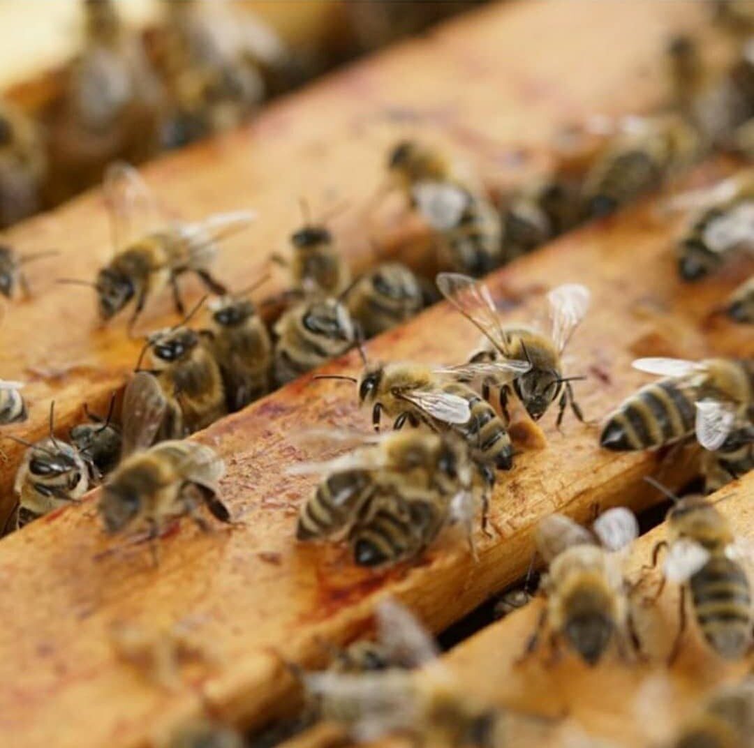 Tekirdağ’ın Muratlı ilçesinde arıcılık yapan üreticiler, yaşanan kuraklığa rağmen bu
