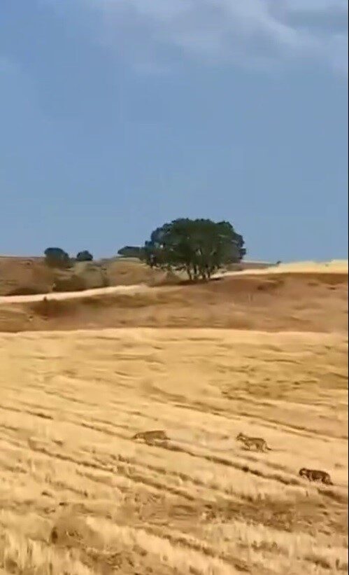 Muş’un Yücetepe köyü kırsalında hayvan otlatan bir çoban, kurt sürüsüyle