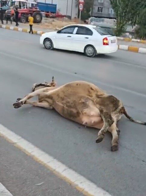 Muş-Bitlis kara yolunda orta refüjde otlanan ve aniden yola çıkan