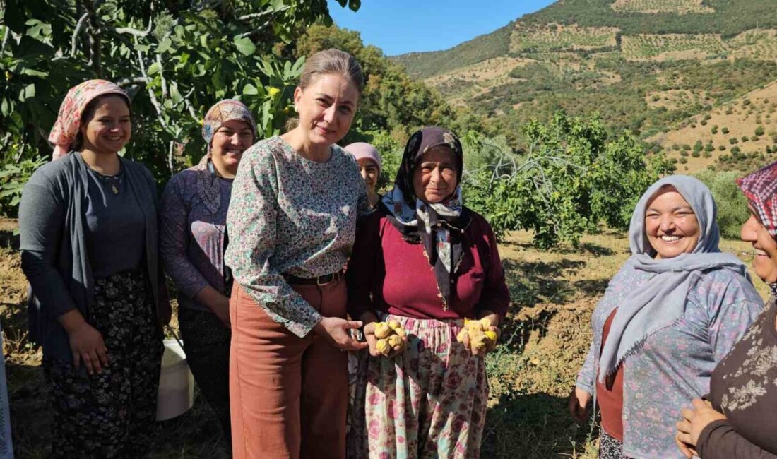 Aydın’da ilin en önemli ürünlerinin başında yer alan Sarı Lop