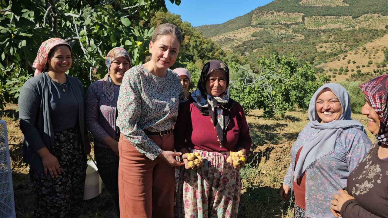 Aydın’da ilin en önemli ürünlerinin başında yer alan Sarı Lop