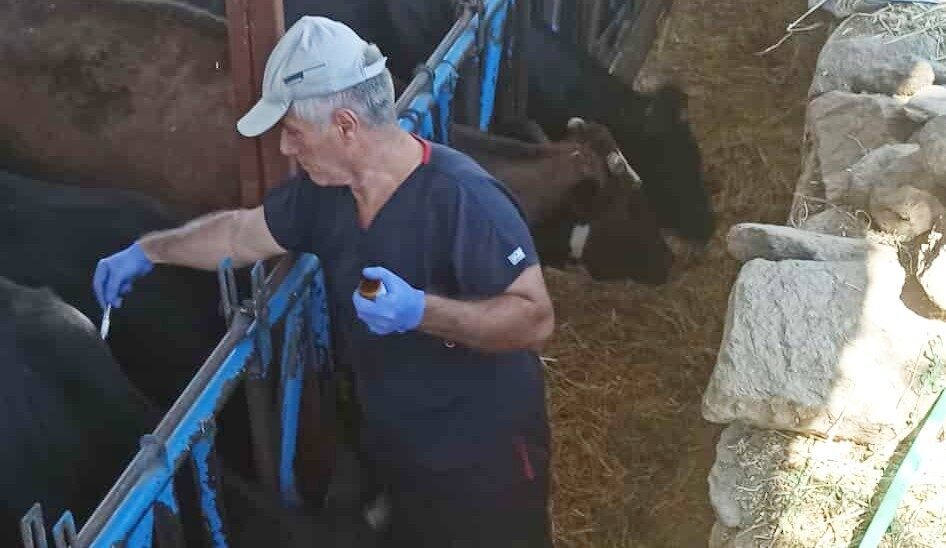 Nazilli İlçe Tarım ve Orman Müdürlüğü ekipleri ilçede şap hastalığına