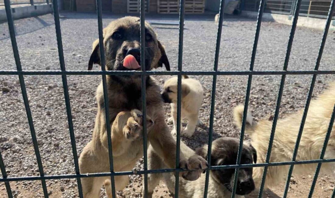 Niğde Valiliği, sahipsiz hayvanların vatandaşlar için oluşturabileceği tehlikelerin önlenmesi ve
