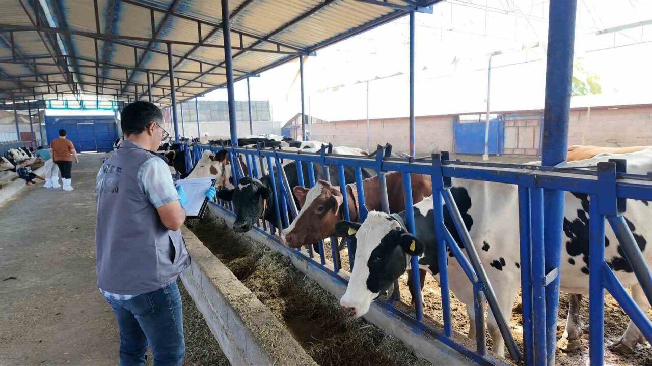 Niğde Tarım ve Orman Müdürlüğü ekipleri, şap hastalığı ile mücadele