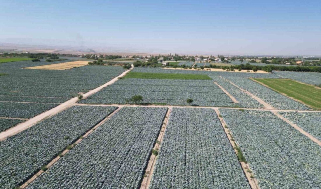 Niğde’nin Bor ilçesine bağlı Kaynarca köyünde beyaz lahana hasadı başladı.