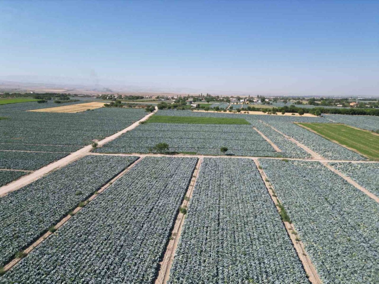 Niğde’nin Bor ilçesine bağlı Kaynarca köyünde beyaz lahana hasadı başladı.