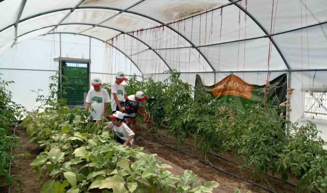 Erzincan’da Demirkent TOKİ Ortaokulu öğrencileri okul bahçesinde oluşturulan serada sebze