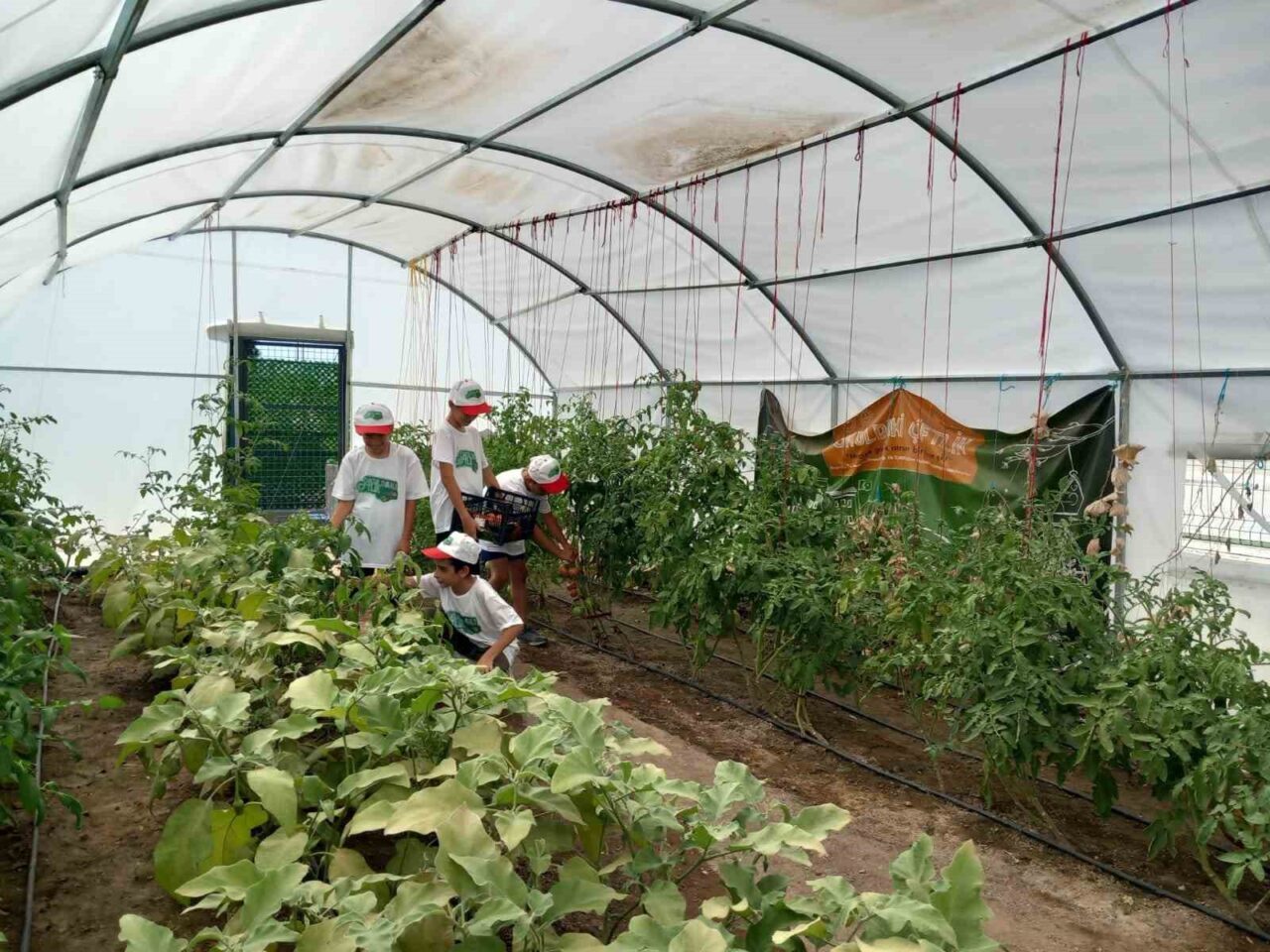 Erzincan’da Demirkent TOKİ Ortaokulu öğrencileri okul bahçesinde oluşturulan serada sebze