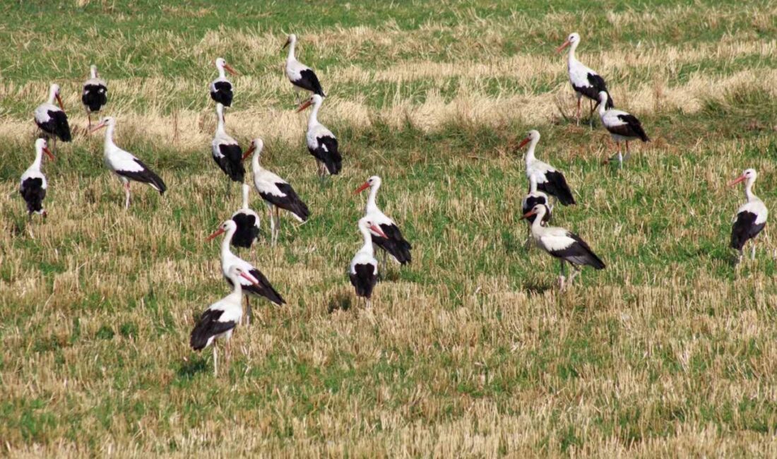 Yozgat’ta onlarca leylek, sulak ve yem bakımından zengin tarlada beslenirken