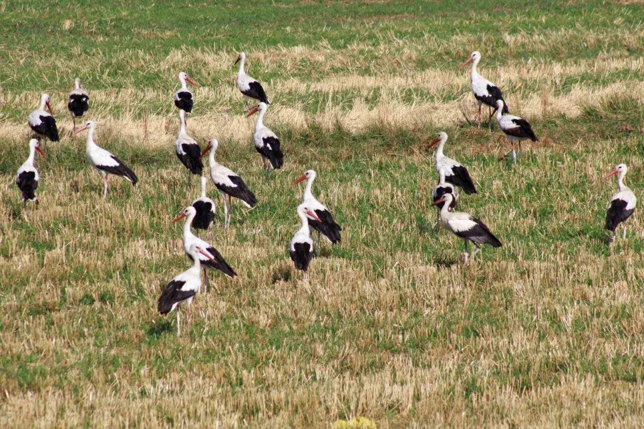 Yozgat’ta onlarca leylek, sulak ve yem bakımından zengin tarlada beslenirken