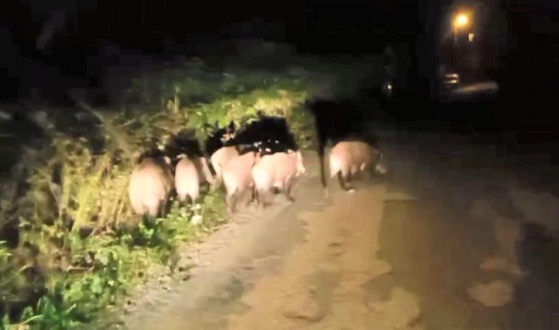 Ordu’nun Kumru ilçesinde aç akalan domuz sürüsü mahalleye inerek mısır