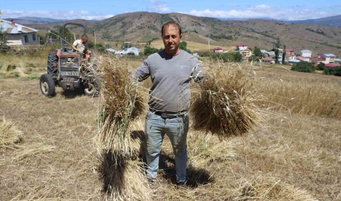 Ordu’da, 2019 yılında 125 dekar alanda ilk denemesi yapılan siyez