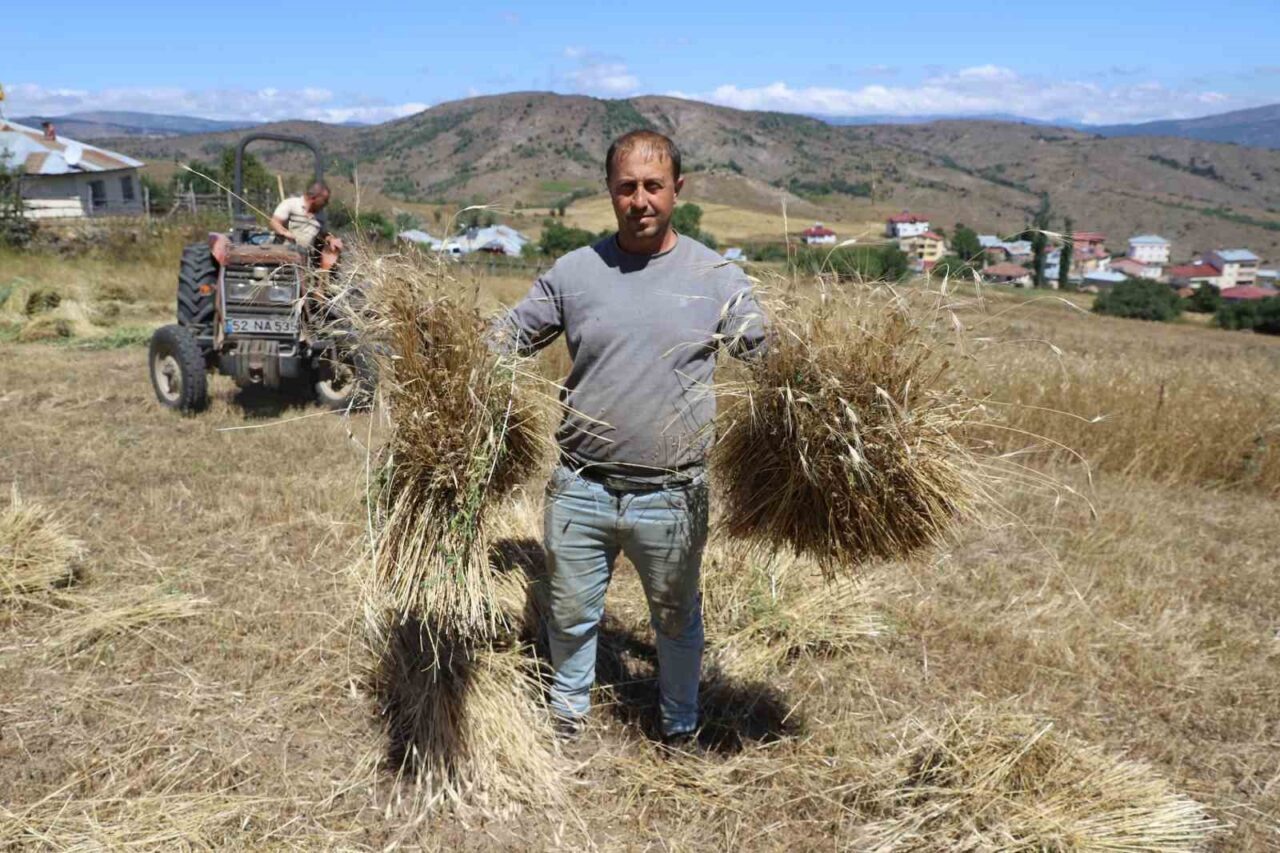 Ordu’da, 2019 yılında 125 dekar alanda ilk denemesi yapılan siyez