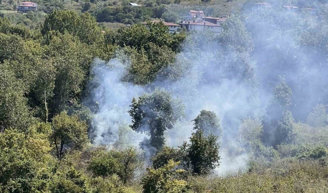 ORDU (İHA) – Ordu’nun Ünye ilçesinde, fındık bahçesi temizliği sırasında