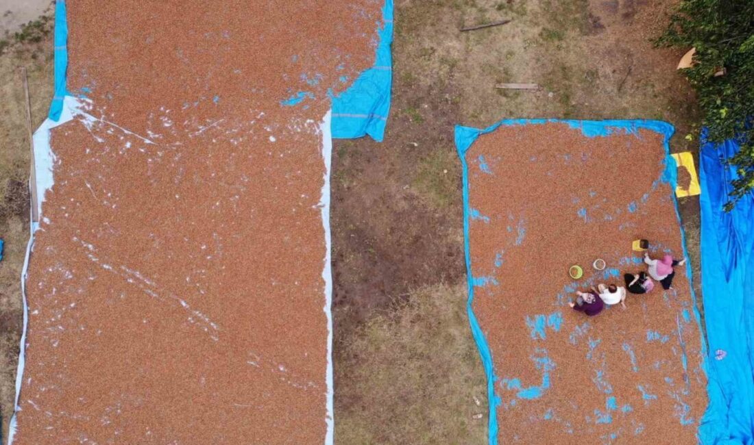 Ordu’nun sahil kesimlerinde hasadı tamamlanan fındıkların kurutma ve seçme işlemleri