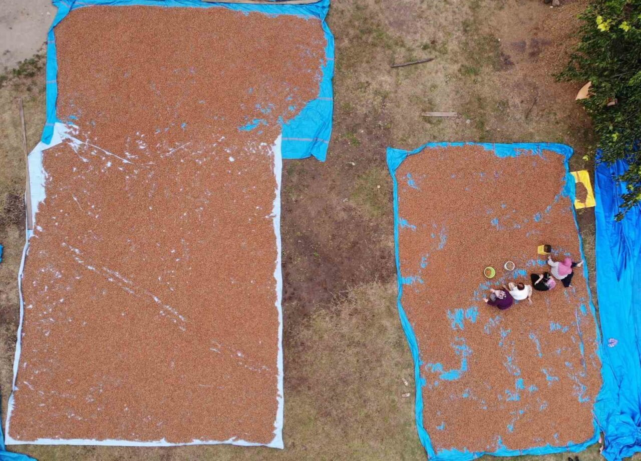 Ordu’nun sahil kesimlerinde hasadı tamamlanan fındıkların kurutma ve seçme işlemleri