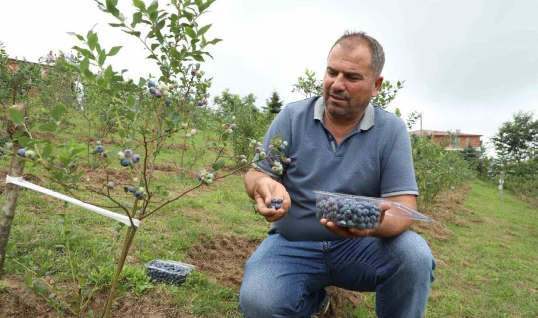 Ordu’da, Büyükşehir Belediyesi tarafından fidanlarının dağıtımı yapılan mavi yemişin hasadı