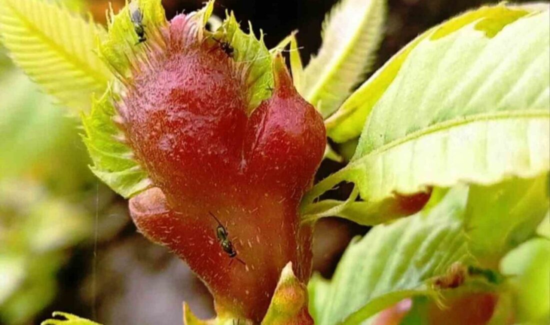 Samsun’da kestane başta olmak üzere birçok ormana zarar veren istilacı