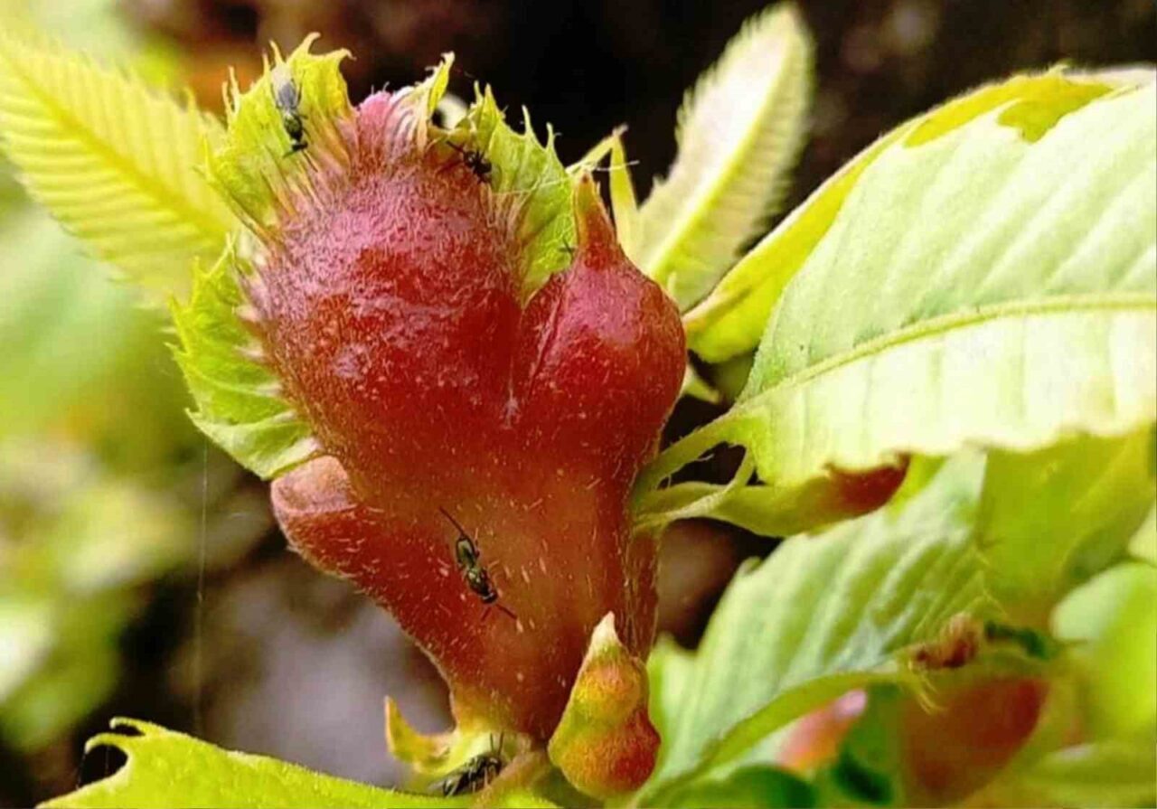 Samsun’da kestane başta olmak üzere birçok ormana zarar veren istilacı
