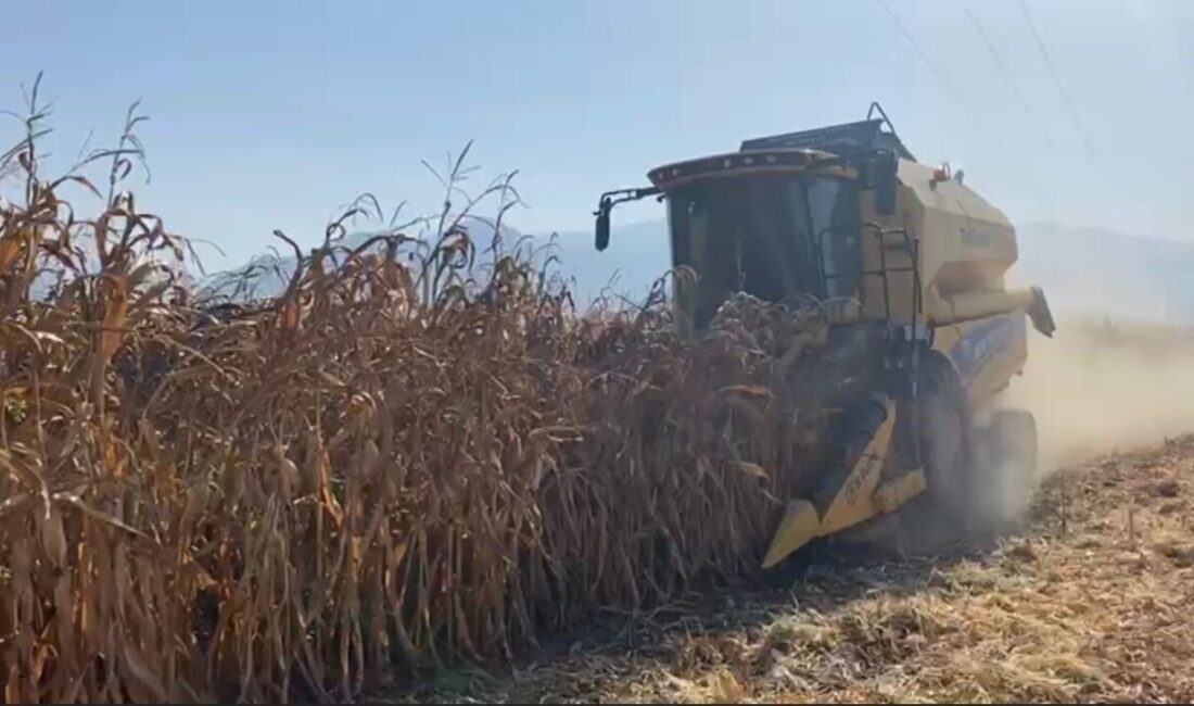 Osmaniye’nin Düziçi ilçesinde çiftçiler mısır, mevsim normallerinin üzerinde seyreden sıcak