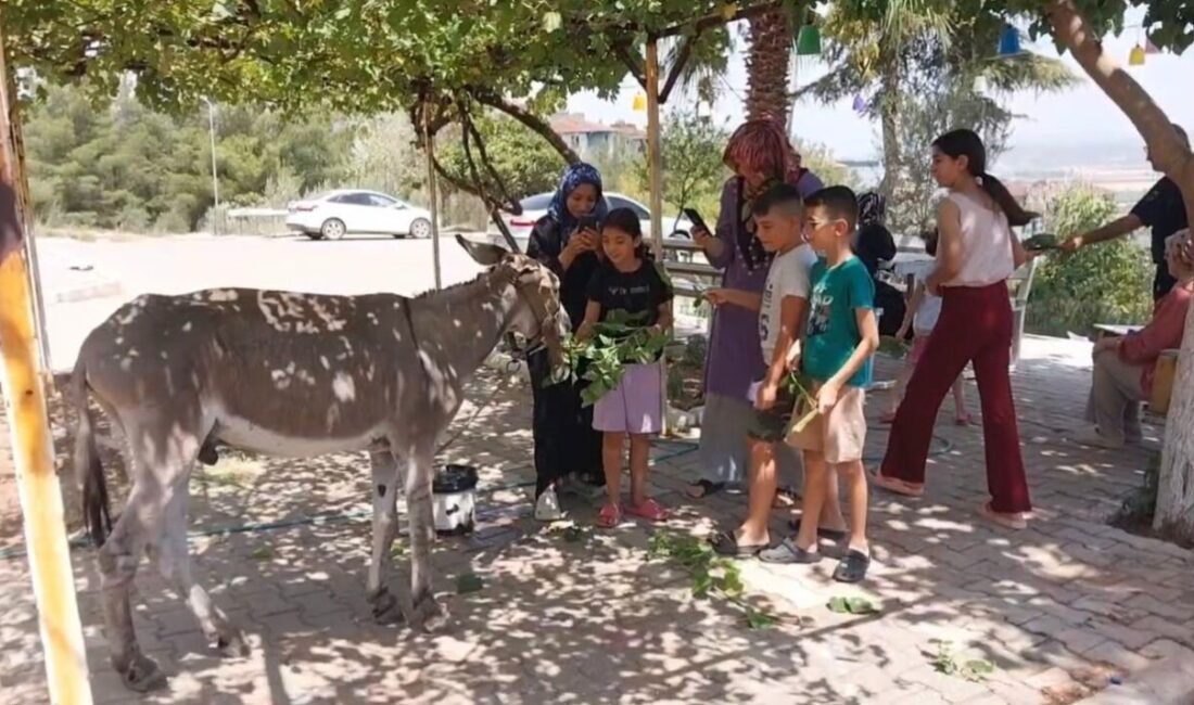 Osmaniye’de aylardır tek başına sokaklarda dolaşan sahipsiz eşek, sonunda hayvanseverlerin