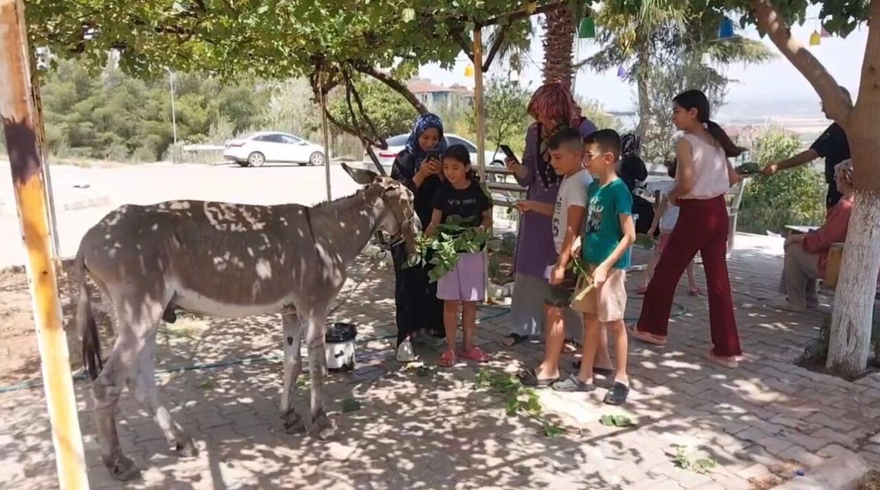 Osmaniye’de aylardır tek başına sokaklarda dolaşan sahipsiz eşek, sonunda hayvanseverlerin