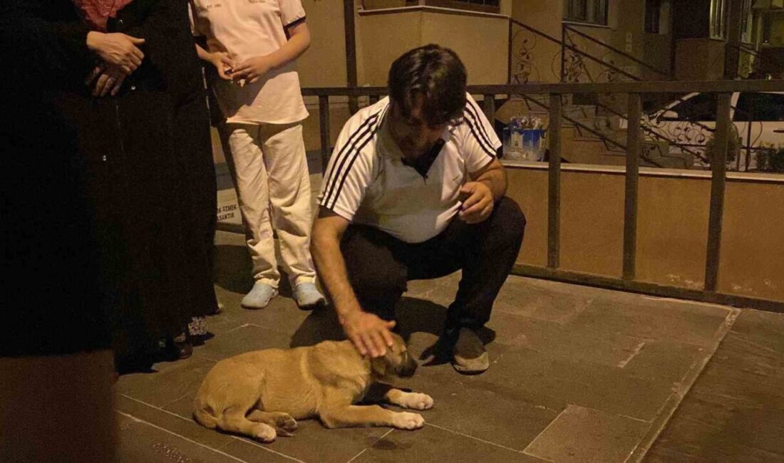 Eskişehir’de otomobilin çarptığı yavru köpek için mahalleli seferber olurken, araç