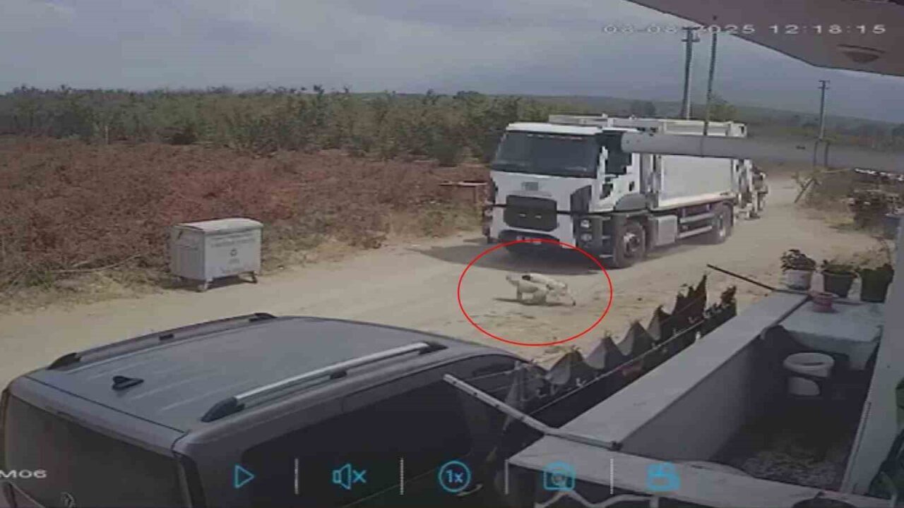 Sakarya’nın Karapürçek ilçesinde oyun oynarken yola fırlayan iki köpek, bölgede