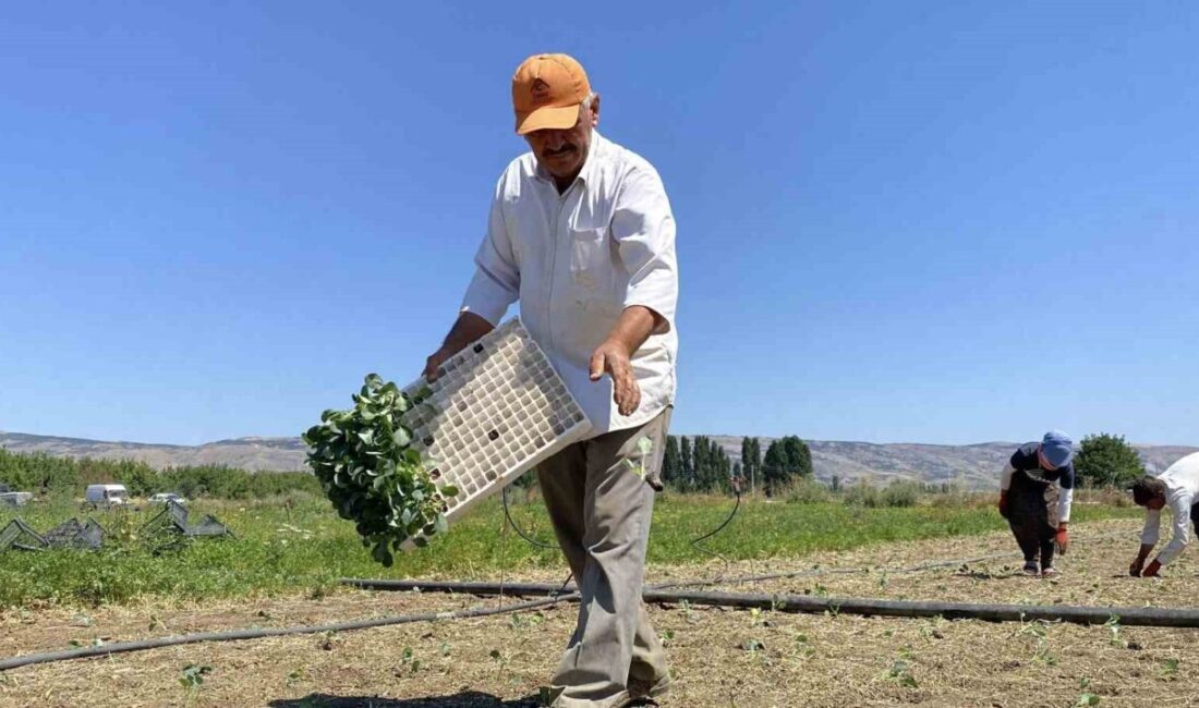 Eskişehir Yeşil Sakarya Yaş Sebze ve Meyve Üreticiler Birliği Başkanı
