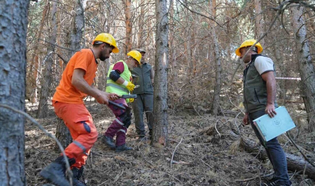 Erzurum Orman Bölge Müdürlüğü ekipleri, Abdurrahman Gazi ve Palandöken Kayak